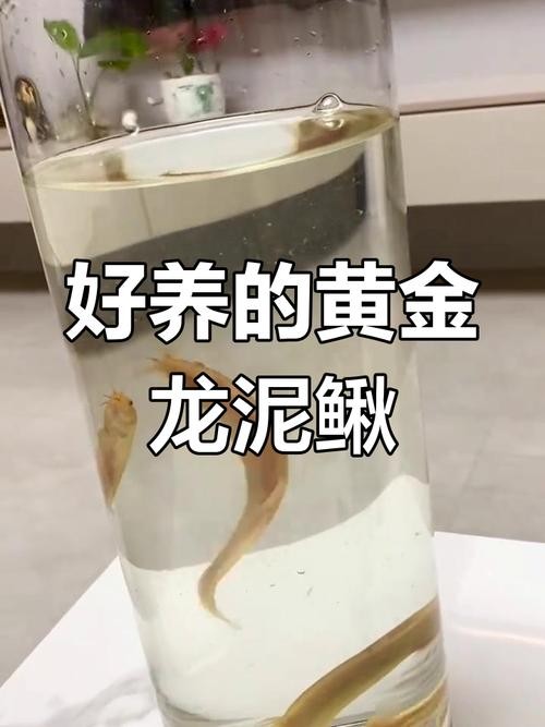 黃金龍魚魚餌