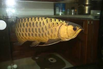 龍魚在家可以繁殖嗎（龍魚在家可以繁殖嗎成功繁殖龍魚需要滿足一系列條件）
