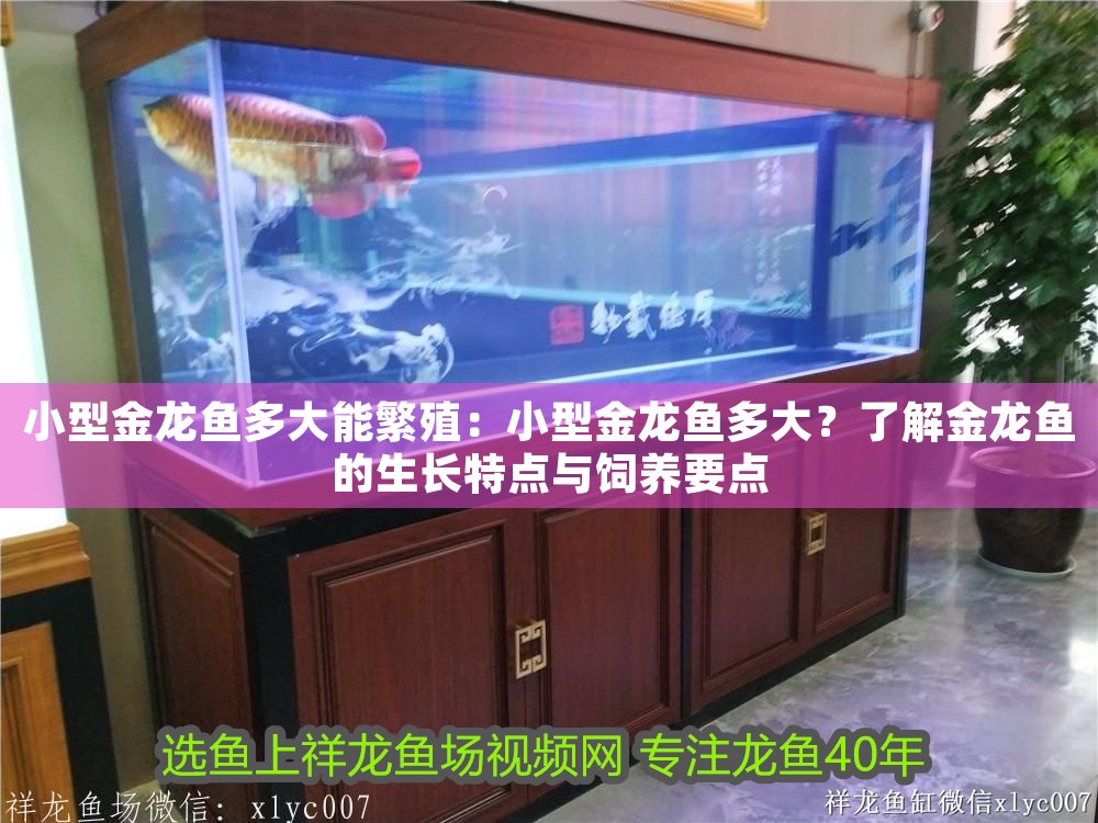 小型金龍魚多大能繁殖：小型金龍魚多大？了解金龍魚的生長特點與飼養要點