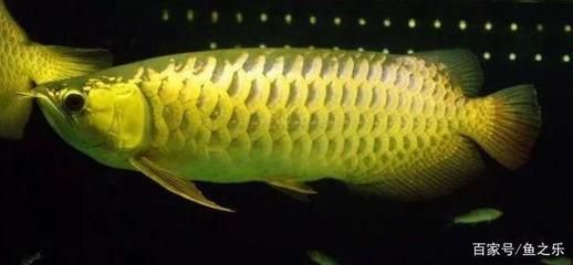 金龍魚牙齒在哪個部位：金龍魚的牙齒功能 金龍魚牙齒在哪個部位：金龍魚的牙齒功能 龍魚百科 第2張