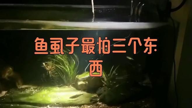 鲺和魚虱的防治方法有哪些？