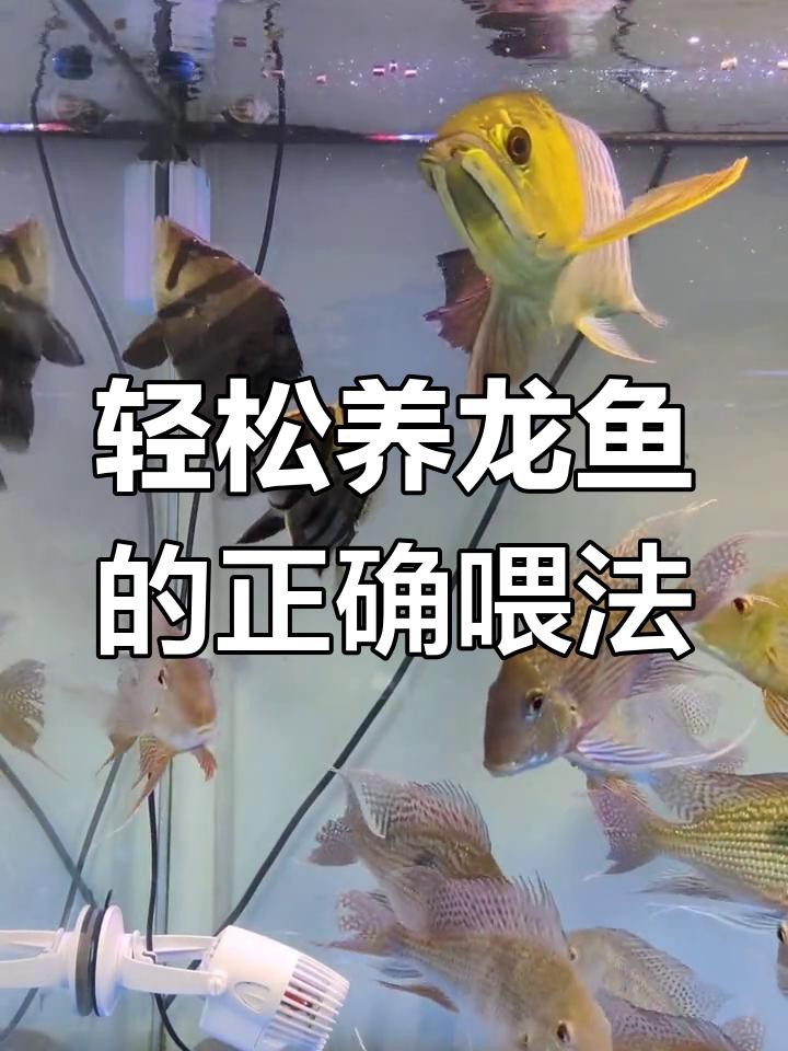 哪款紅龍魚飼料性價比最高？