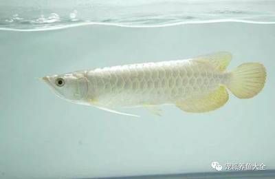 龍魚(yú)發(fā)色藥水有哪些品種（如何正確使用龍魚(yú)發(fā)色藥水）