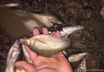 龍魚嘴張的特別大怎么辦：龍魚嘴大怎么辦
