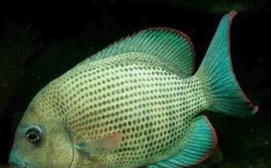 馬拉莫寶石混養龍魚（如何預防龍魚混養打斗） 馬拉莫寶石混養龍魚（如何預防龍魚混養打斗） 龍魚百科 第1張