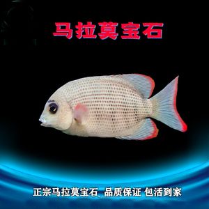 馬拉莫寶石混養龍魚（如何預防龍魚混養打斗） 馬拉莫寶石混養龍魚（如何預防龍魚混養打斗） 龍魚百科 第5張
