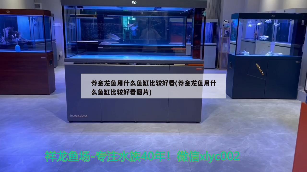 養金龍魚用什么魚缸比較好看(養金龍魚用什么魚缸比較好看圖片)