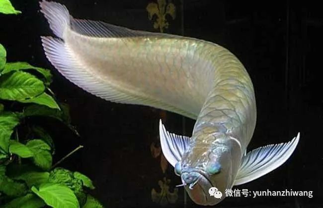 銀龍魚配魚有哪些底層魚