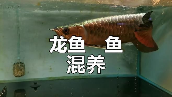 銀龍魚配魚有哪些底層魚