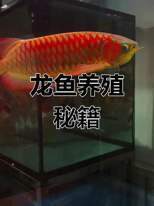 普洱茶養龍魚好嗎知乎推薦