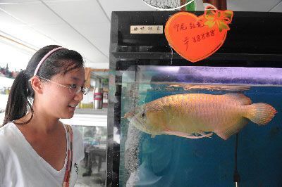 龍魚店裝修：龍魚店裝修設(shè)計(jì)應(yīng)該注意哪些問題？