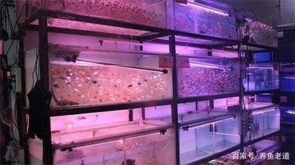 龍魚店裝修：龍魚店裝修設(shè)計(jì)應(yīng)該注意哪些問題？