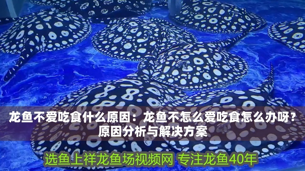 龍魚不愛吃食什么原因：龍魚不怎么愛吃食怎么辦呀？原因分析與解決方案 龍魚不愛吃食什么原因：龍魚不怎么愛吃食怎么辦呀？原因分析與解決方案 龍魚百科 第1張