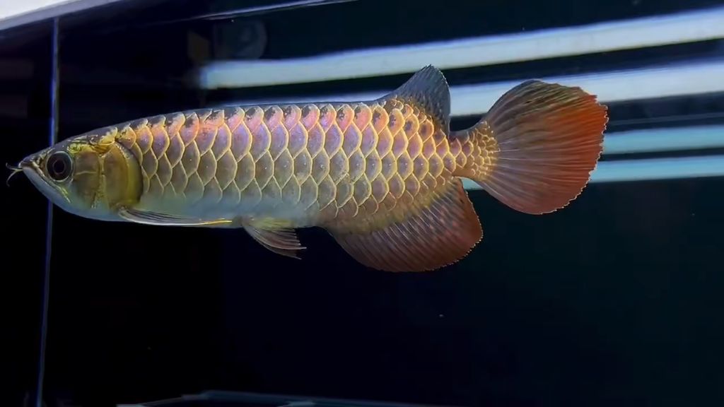 金龍魚鴿子眼是什么意思啊：金龍魚挑選技巧分享 金龍魚鴿子眼是什么意思啊：金龍魚挑選技巧分享 龍魚百科 第1張