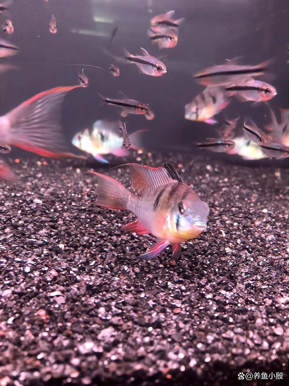 藍玉鳳凰魚,壽命