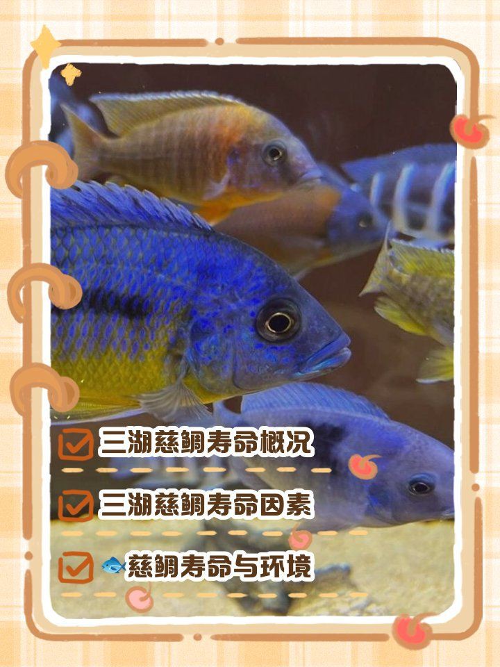 藍玉鳳凰魚,壽命