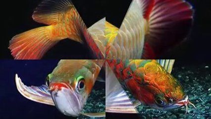 金龍魚和紅鸚鵡一起養嗎：金龍魚和紅鸚鵡可以一起養但需要注意一些事項