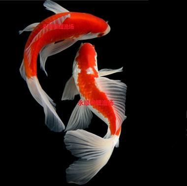 風(fēng)水魚圖片 風(fēng)水魚圖片 龍魚百科 第23張