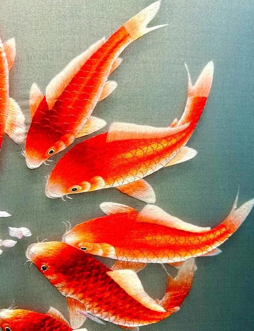 風(fēng)水魚圖片 風(fēng)水魚圖片 龍魚百科 第14張