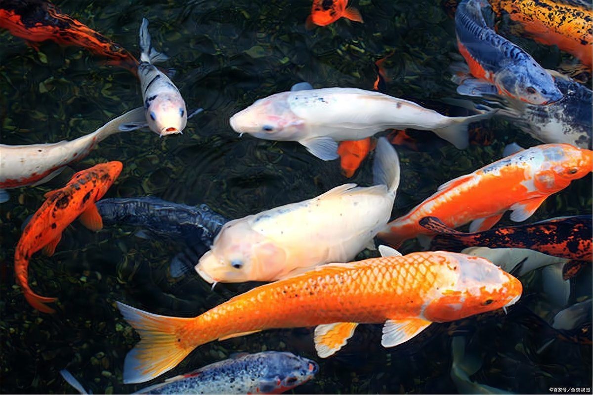 風(fēng)水魚圖片 風(fēng)水魚圖片 龍魚百科 第27張