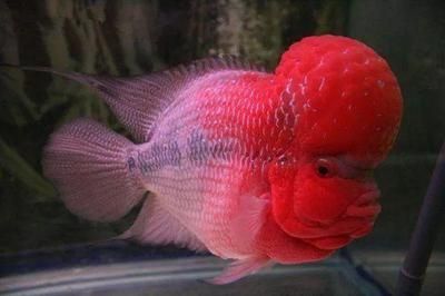 紅龍魚長的快不快呢怎么回事：紅龍魚養殖空間要求詳解