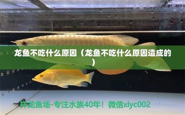 龍魚不吃什么原因造成的：為什么龍魚不吃某些食物