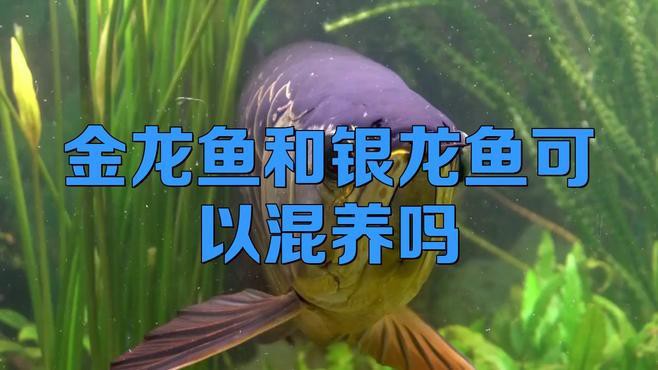 養金龍魚和什么魚混養比較好