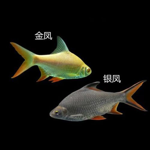 養金龍魚和什么魚混養比較好
