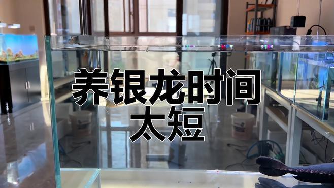 一米二的魚缸養(yǎng)銀龍魚夠用嗎