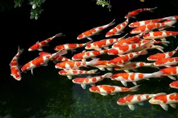 錦鯉魚百科
