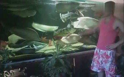 龍魚關刀魚混養怎么喂食的呢（關刀魚和龍魚的混養在養殖實踐中是可行的，但需注意喂食方式、水質管理及空間需求）