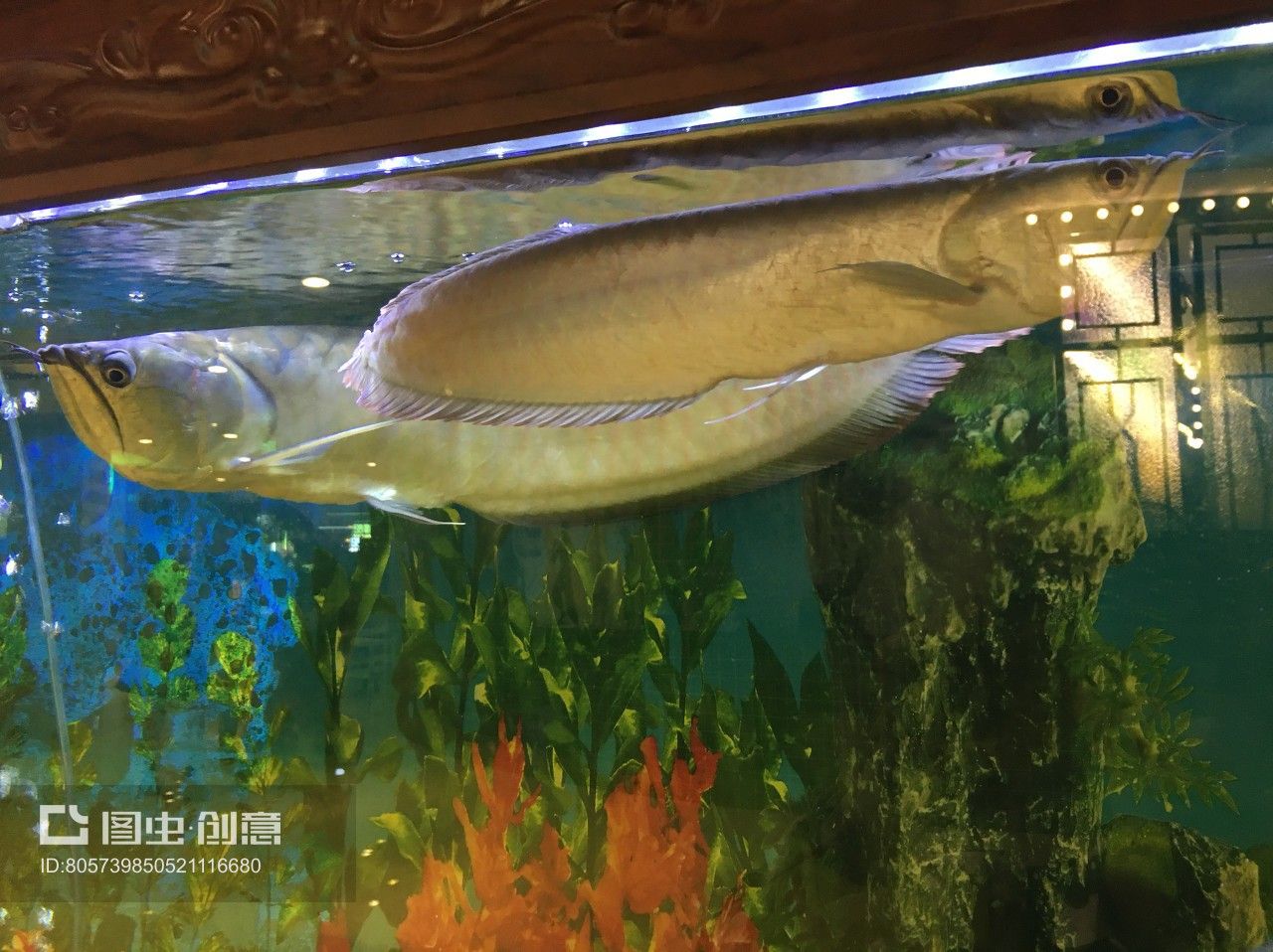 龍魚關刀魚混養怎么喂食的呢（關刀魚和龍魚的混養在養殖實踐中是可行的，但需注意喂食方式、水質管理及空間需求）