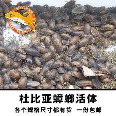 金龍魚(yú)飼料可以喂龜嗎，：金龍魚(yú)飼料可以喂給龜嗎