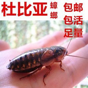 紅龍魚吃蟑螂：紅龍魚會(huì)吃蟑螂嗎？
