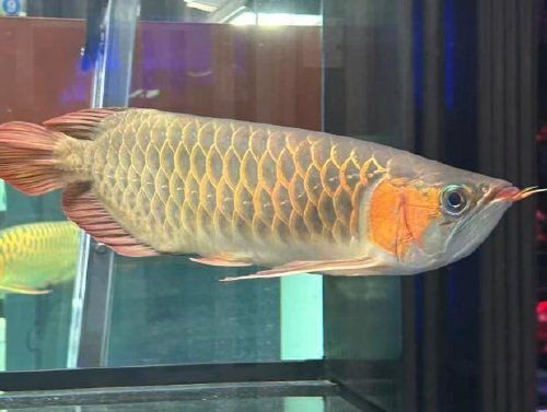 龍魚爛鰭多久會死亡？