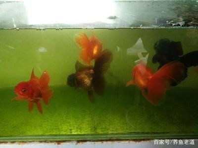 金魚品種及飼養(yǎng)環(huán)境要求：金魚的飼養(yǎng)環(huán)境要求 金魚品種及飼養(yǎng)環(huán)境要求：金魚的飼養(yǎng)環(huán)境要求 龍魚百科 第2張