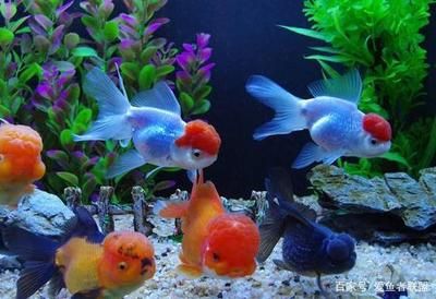 金魚品種及飼養(yǎng)環(huán)境要求：金魚的飼養(yǎng)環(huán)境要求 金魚品種及飼養(yǎng)環(huán)境要求：金魚的飼養(yǎng)環(huán)境要求 龍魚百科 第3張