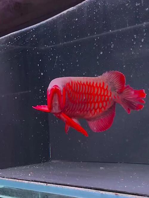 超血紅龍魚價格