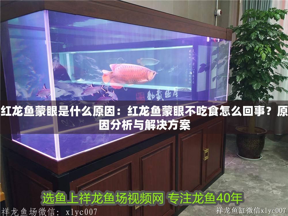 紅龍魚蒙眼是什么原因：紅龍魚蒙眼不吃食怎么回事？原因分析與解決方案 紅龍魚蒙眼是什么原因：紅龍魚蒙眼不吃食怎么回事？原因分析與解決方案 龍魚百科 第1張