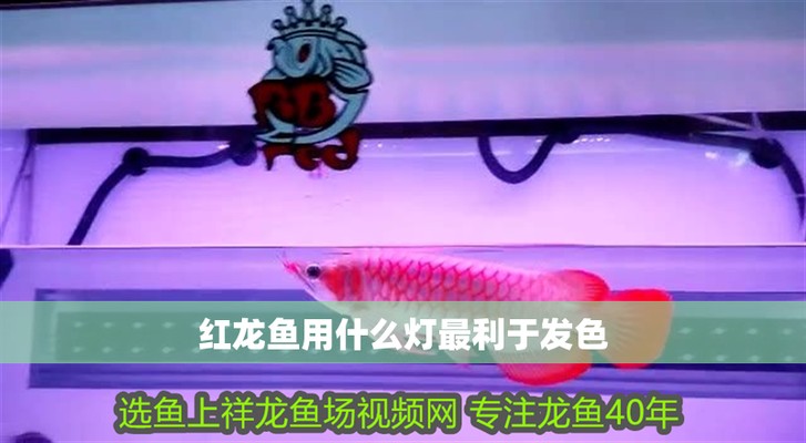 紅龍發(fā)色用什么燈最好