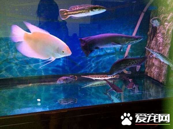 龍魚能和招財魚混養嗎：如何預防龍魚攻擊招財魚