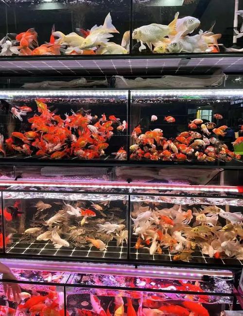 天津龍魚批發(fā)市場周三晚上幾點(diǎn)關(guān)門啊圖片 天津龍魚批發(fā)市場周三晚上幾點(diǎn)關(guān)門啊圖片 龍魚百科 第17張