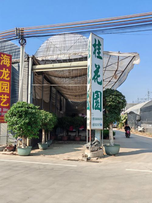 天津龍魚批發(fā)市場周三晚上幾點(diǎn)關(guān)門啊圖片 天津龍魚批發(fā)市場周三晚上幾點(diǎn)關(guān)門啊圖片 龍魚百科 第16張