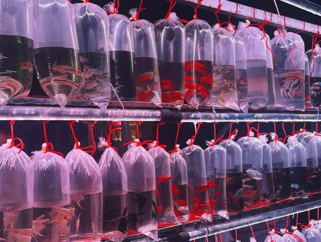 天津龍魚批發(fā)市場周三晚上幾點(diǎn)關(guān)門啊圖片 天津龍魚批發(fā)市場周三晚上幾點(diǎn)關(guān)門啊圖片 龍魚百科 第2張