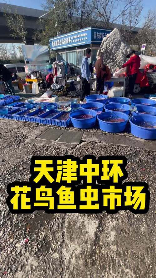 天津龍魚批發(fā)市場周三晚上幾點(diǎn)關(guān)門啊圖片 天津龍魚批發(fā)市場周三晚上幾點(diǎn)關(guān)門啊圖片 龍魚百科 第6張