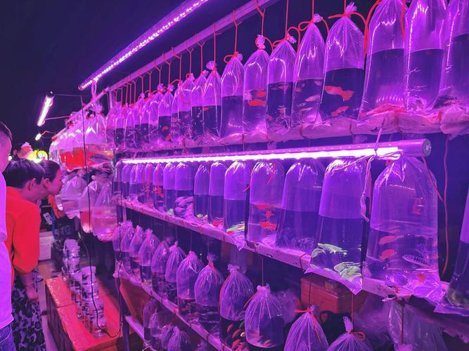 天津龍魚批發(fā)市場周三晚上幾點(diǎn)關(guān)門啊圖片 天津龍魚批發(fā)市場周三晚上幾點(diǎn)關(guān)門啊圖片 龍魚百科 第12張