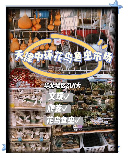 天津龍魚批發(fā)市場周三晚上幾點(diǎn)關(guān)門啊圖片 天津龍魚批發(fā)市場周三晚上幾點(diǎn)關(guān)門啊圖片 龍魚百科 第1張