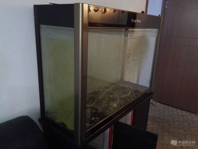 龍魚魚缸需要加氧嗎：養魚過程中，是否需要額外添加氧氣泵來提高水中的溶氧量呢？ 龍魚魚缸需要加氧嗎：養魚過程中，是否需要額外添加氧氣泵來提高水中的溶氧量呢？ 龍魚百科