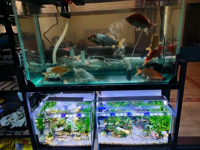 銀龍魚的飼養(yǎng)方法圖解