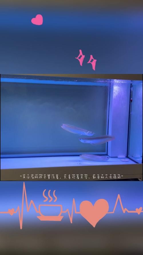 銀龍魚的飼養(yǎng)方法圖解